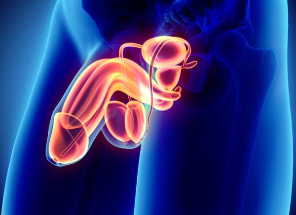 Torsion du testicule